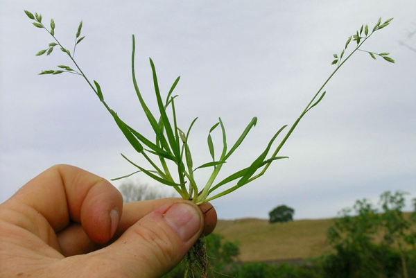 Мятлик однолетний — скромная сорная трава для корма и газонов